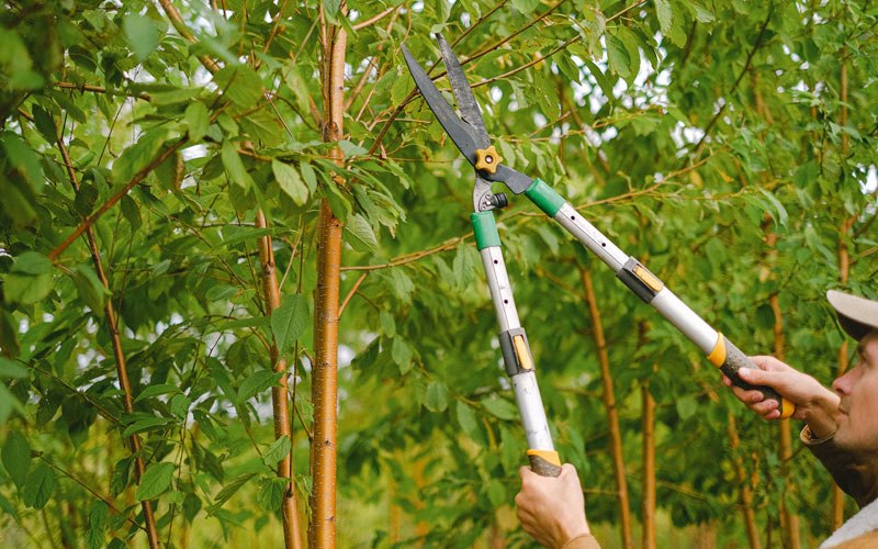 Tree trimming in Padroni, CO